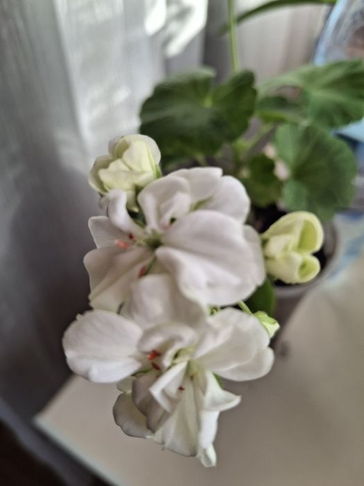 Продам разные пеларгонии