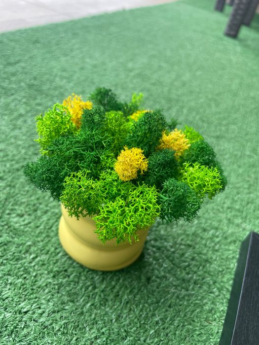 Картини и кашписъс скандинавски мъх