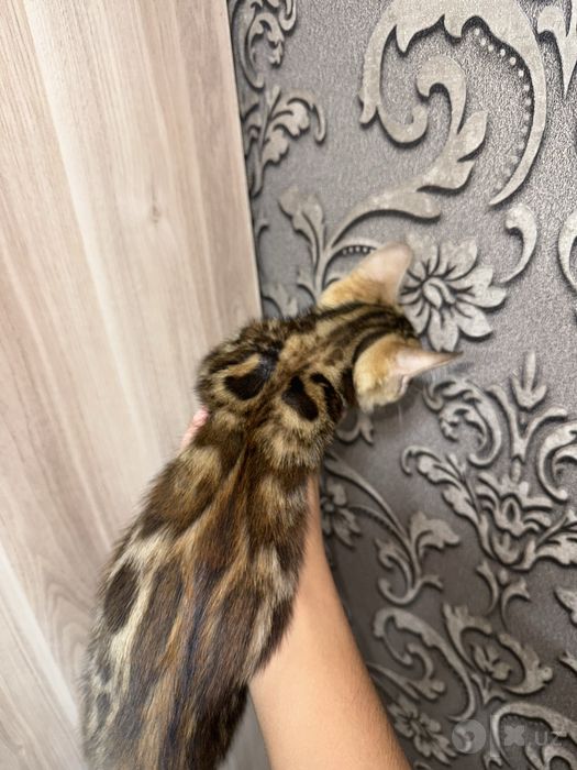Очаровательные бенгальские котята