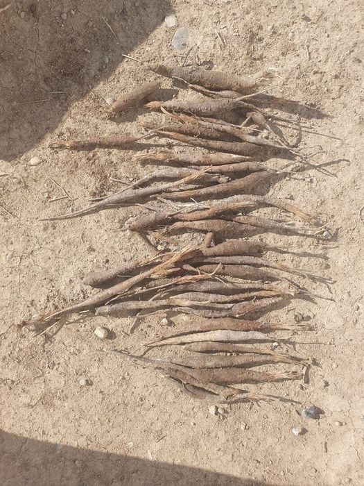 Каврак кучатлари Улжан uljon