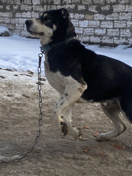 Төбет, тобет ит