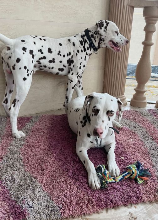 Собаки далматин щенок щенята