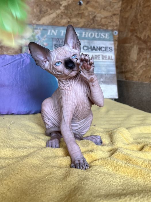 Fetita Sphynx cu pedigree si teste