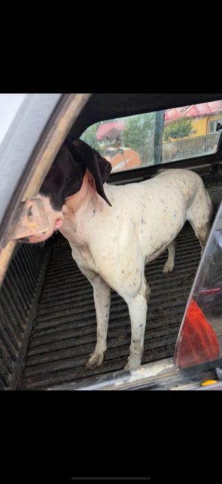 Donez caine de vanatoare pointer /aret/aport