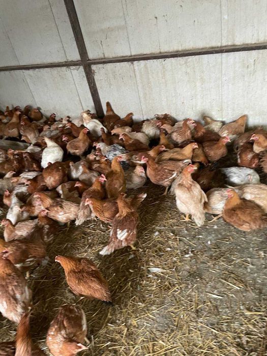 Oua de găină de la tara