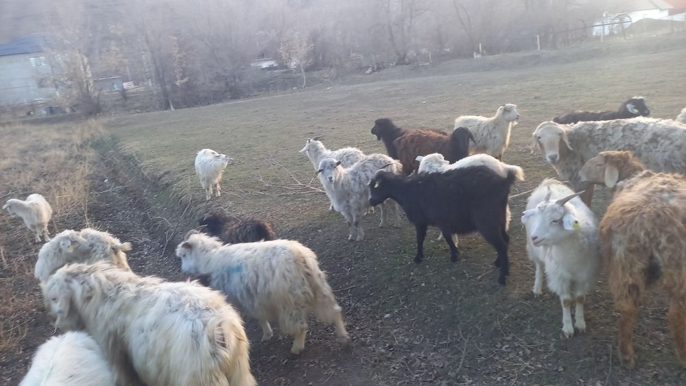 Продам молодых коз