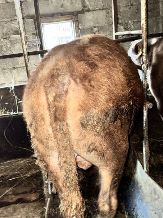 Продаются бычки 1.5! Соғым.