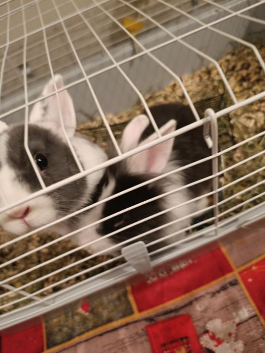 Продам кроликов есть бонус