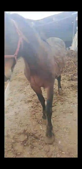 Көкпардын айғыр сатылады