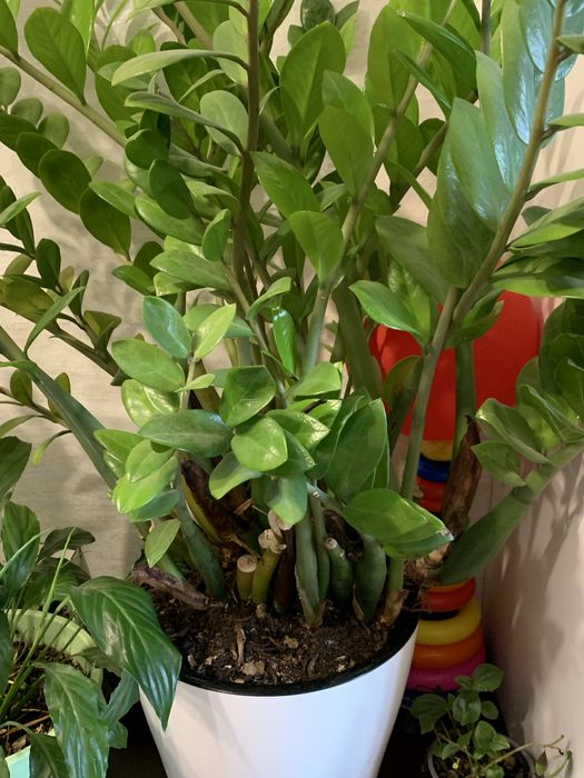 Продам долоровое дерево