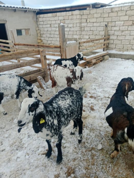 асыл тұқымды ешкілер сатылады