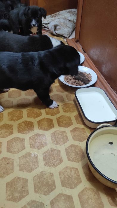 Отдам щенков в добрые руки.