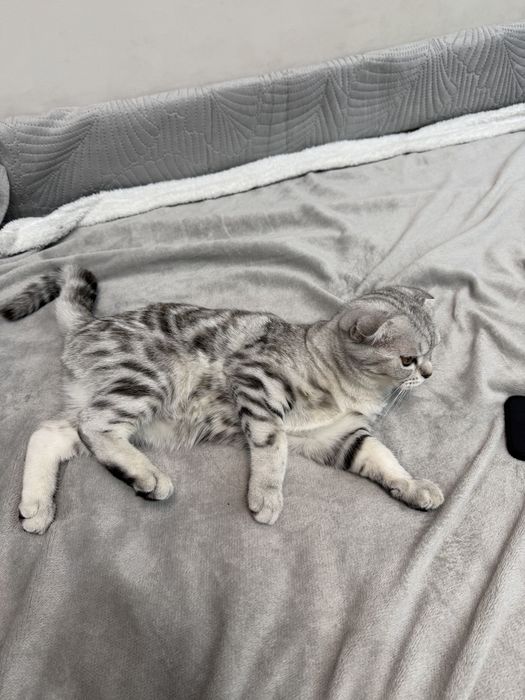 Кошечка породы Scottish Fold