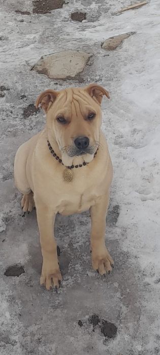 Щенок Американский шарпей