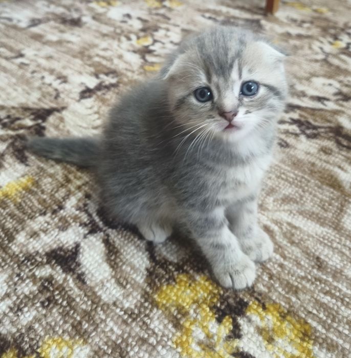 Шотландские котята