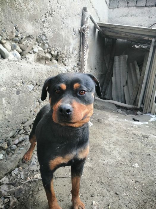 Rotveiler toza qonli 1 yillik 1 million som