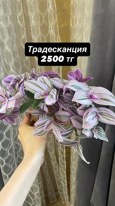 Продам комнатные растения