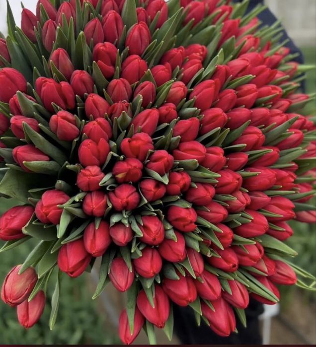 Беларусские тюльпаны 750 очень крупные