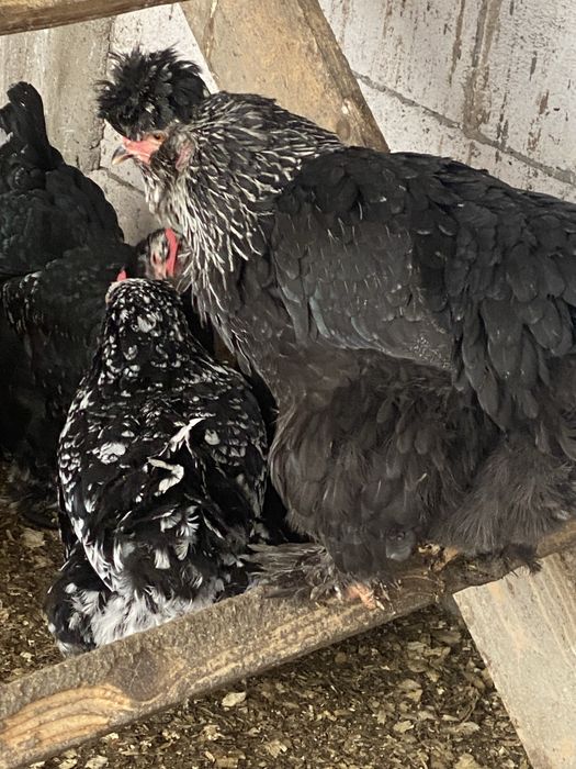 Oua incubat gaini de rasa