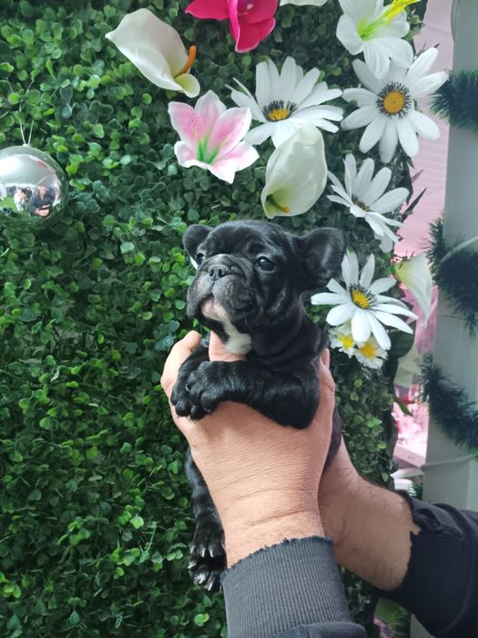 Френски булдог french bulldog