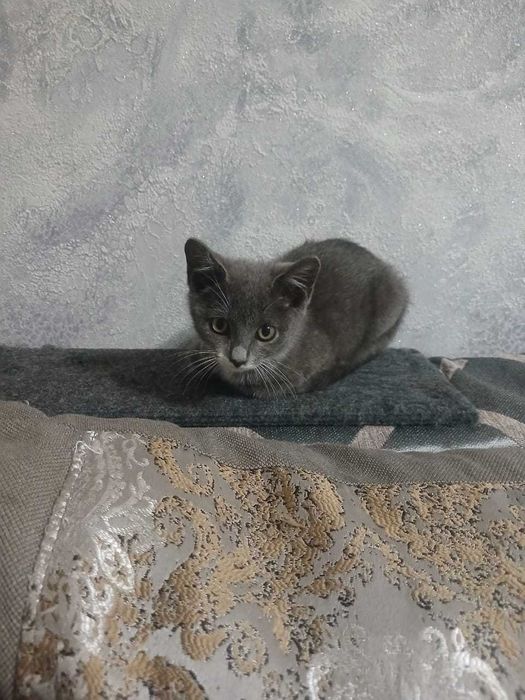 красавчик Котёнок мальчик