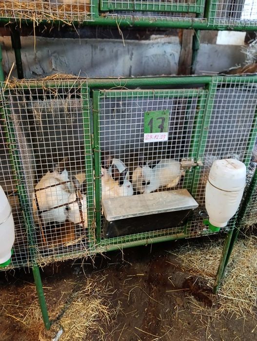 Продават се на различна възраст