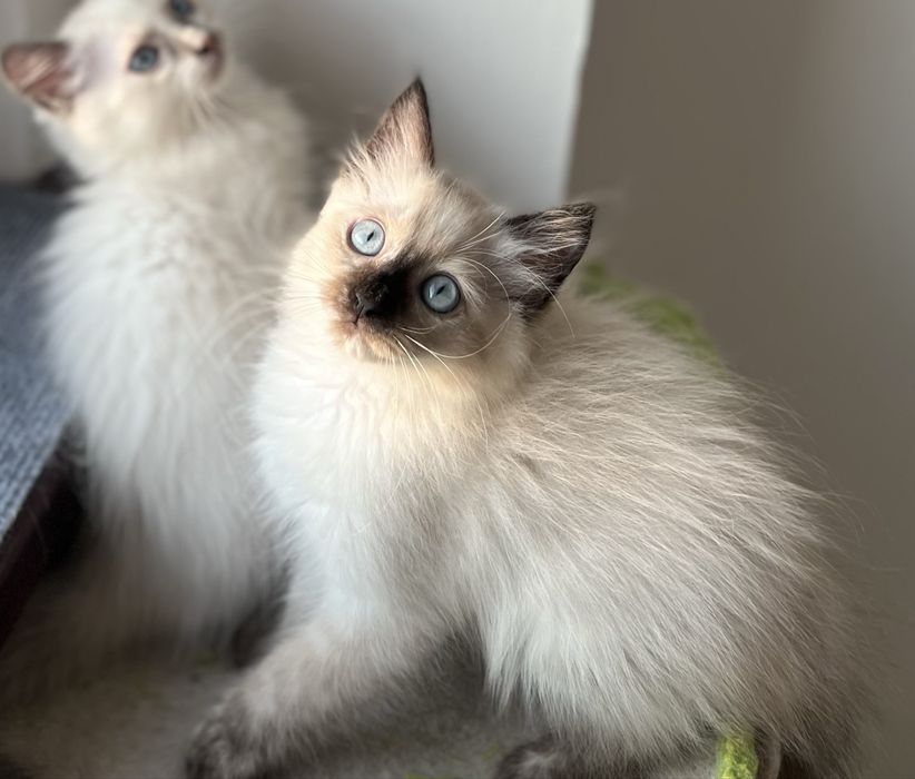 Puiuț Ragdoll.