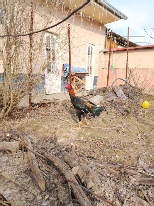 Жужа сотилади зори