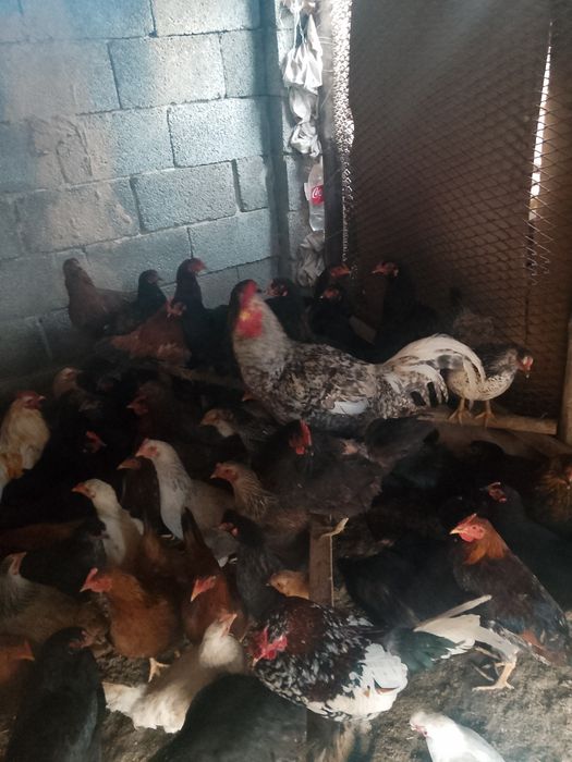 Осы тауыктар сатылады