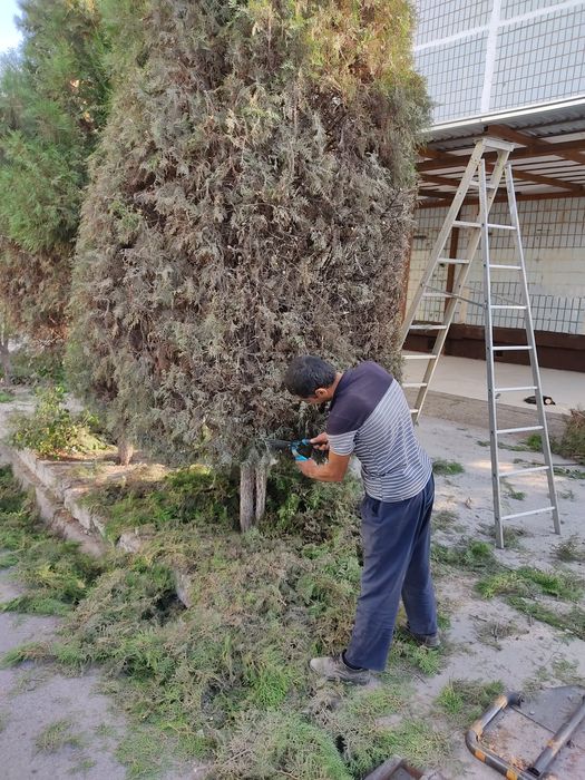 Archa kesaman doriliman