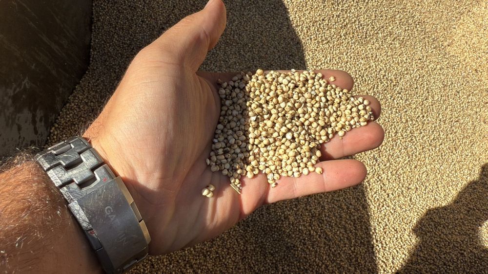 Porumb boabe /Amestec cereale pentru  Porumbei ,păsări