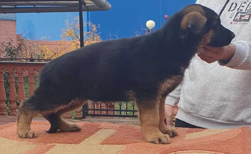 Vand catel Ciobanesc german