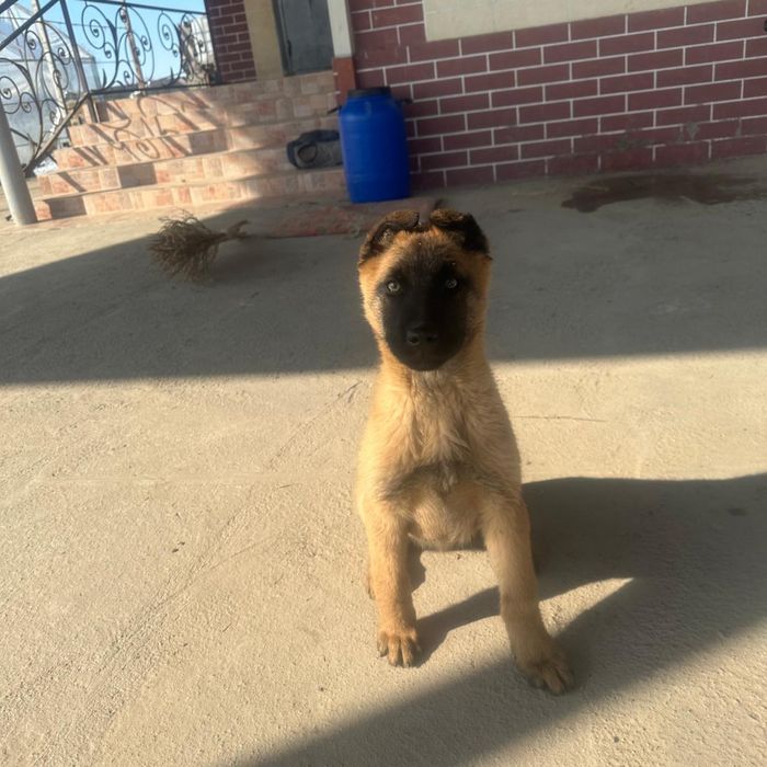 Срочно продается бельгиийская овчарка!