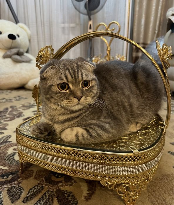 Продам шотландских котят