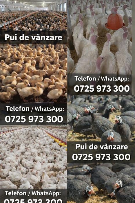 Vând pui albi de carne și rasa mixta