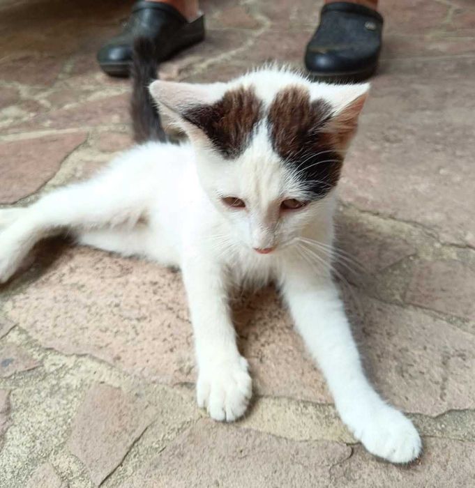 Котето Нана търси своя дом и любящ стопанин