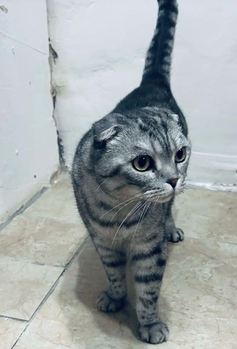 Шотландиская вислуха