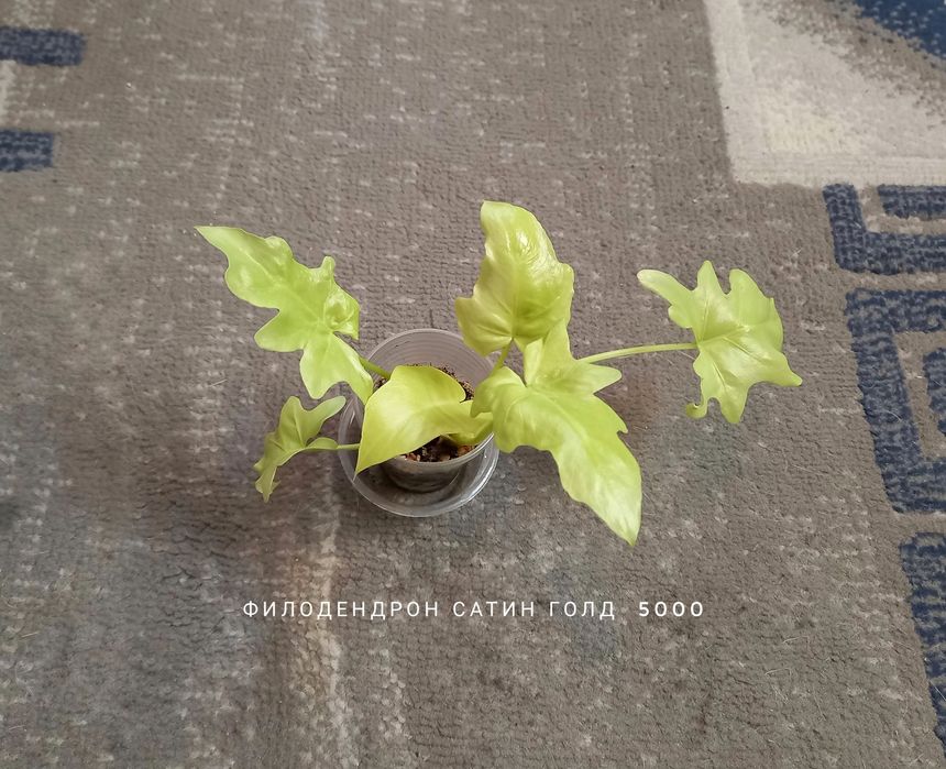 Филодендрон, растения, цветы