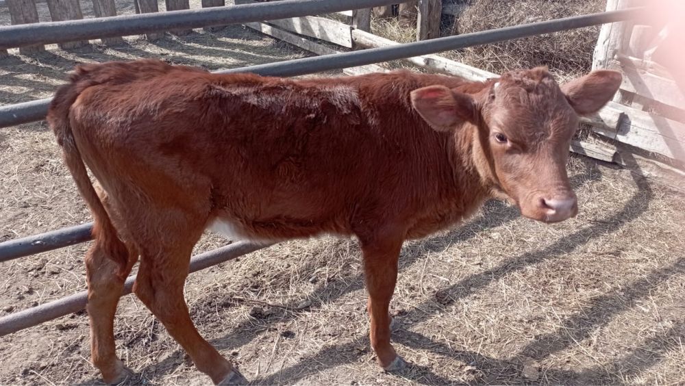 Продам двух месячного теленка