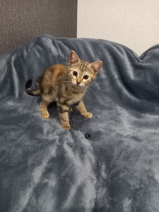 Котята Бесплатно