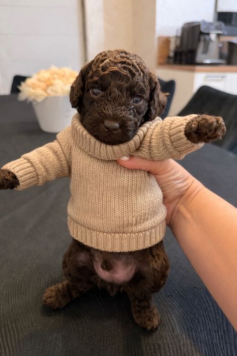 Poodle mini/Пудел мини