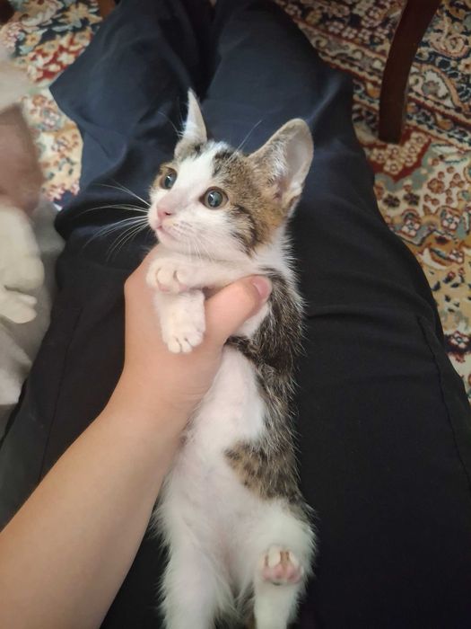 Отдам котенка в добрые руки