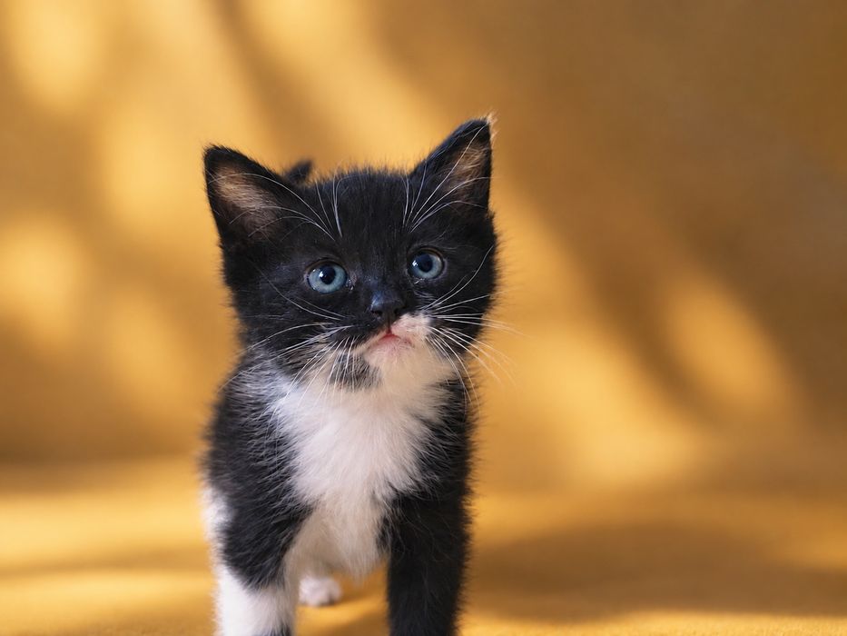 Котята бесплатно