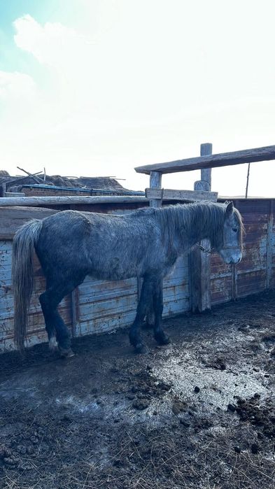 3-4 жасар айғыр сатылады