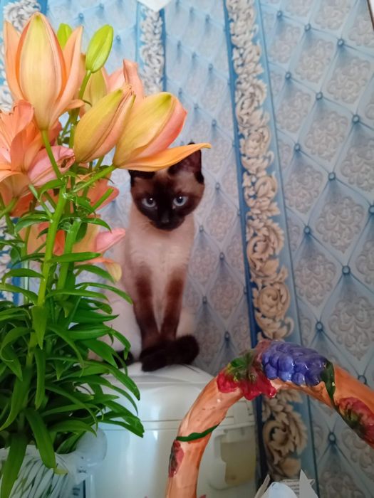 Отдам а добрые руки