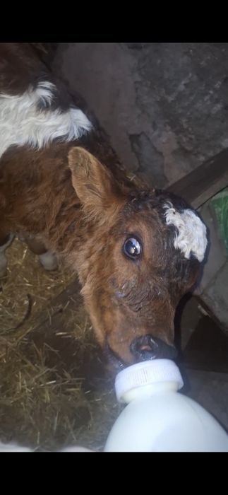 одежда Бузаулар сатылады