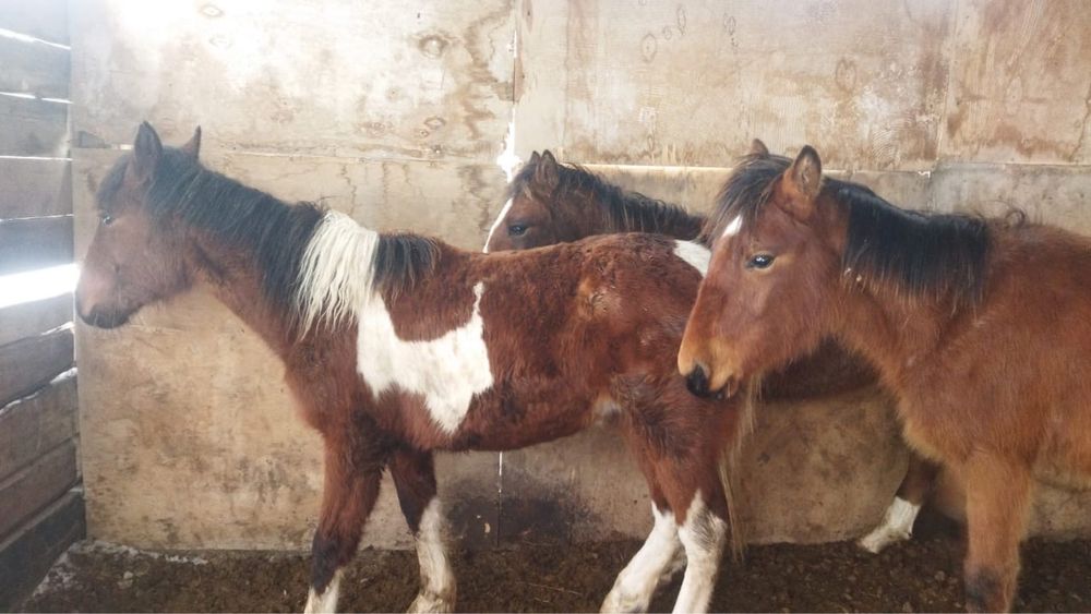 Тай сатылады. Бағасы: