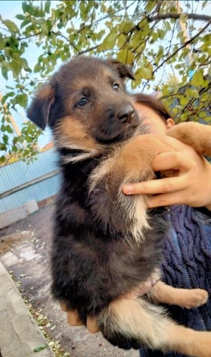 Продам щенка немецкой породы