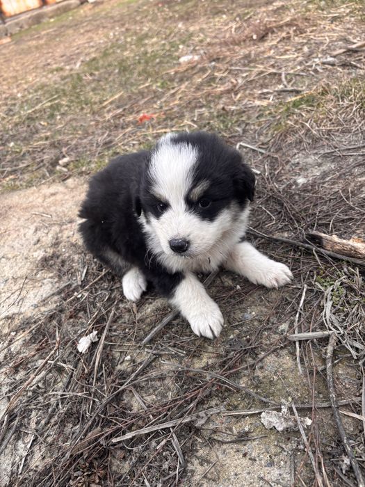 Отдам даром щенят