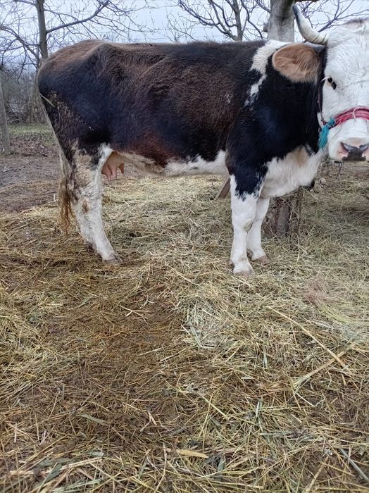 Vând vacă cu lapte